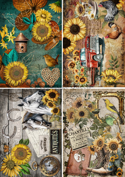 DQRP_0495 Country Sunflowers 4 Pack