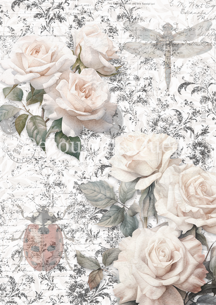 DQRP_0707 - Dainty and the Queen - Sketches background