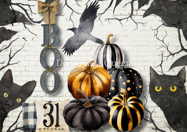 DQRP_0786_Black_and_White_Pumpkins