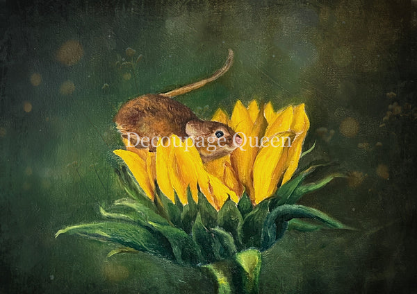 DQRP_0822_Teresa_Rene_Art_Curious_Mouse