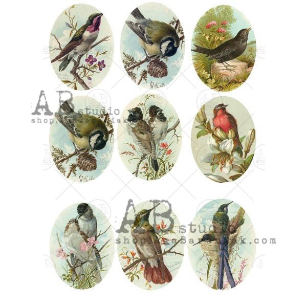 BIRDS OF NATURE MEDALLIONS DECOUPAGE RICE PAPER A4 ITEM NO. 0564 BY AB STUDIO